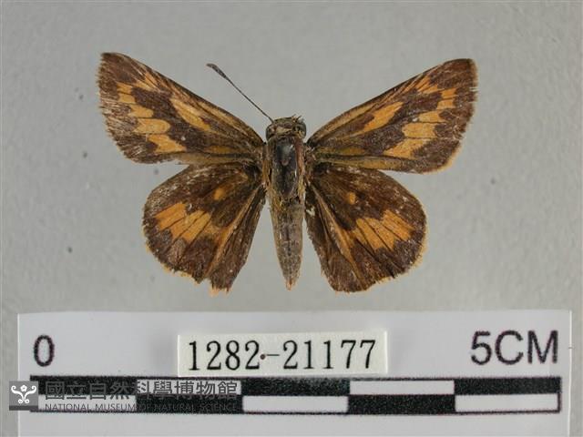 竹橙斑弄蝶藏品圖，第1張