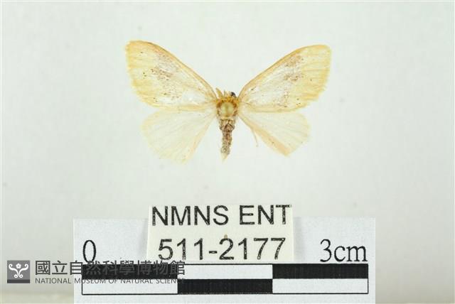 寬紋黃毒蛾藏品圖，第1張