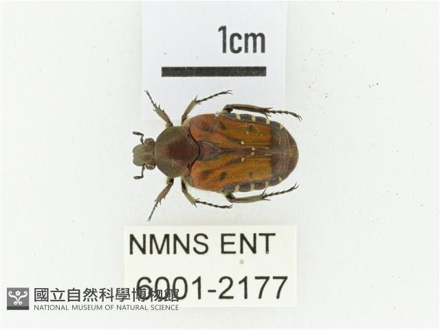 黑斑陷紋金龜藏品圖，第1張