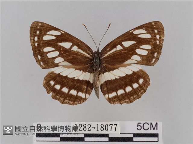 豆環蛺蝶藏品圖，第1張