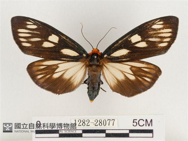 巨網燈蛾藏品圖，第1張