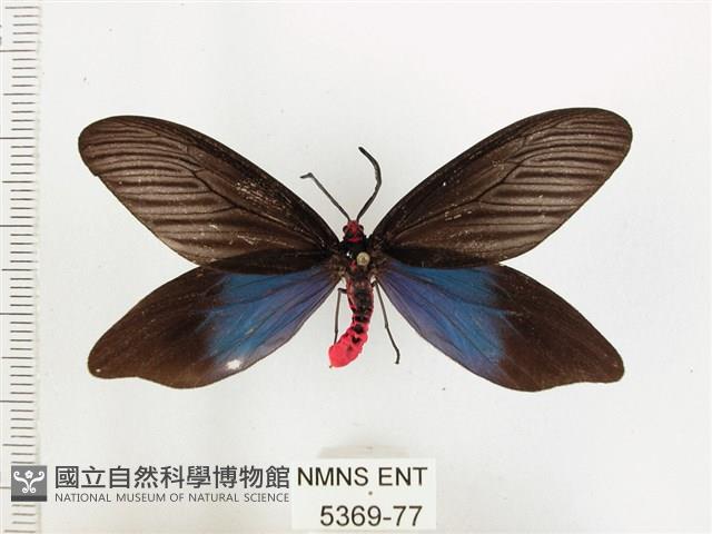 重陽木螢斑蛾藏品圖，第1張