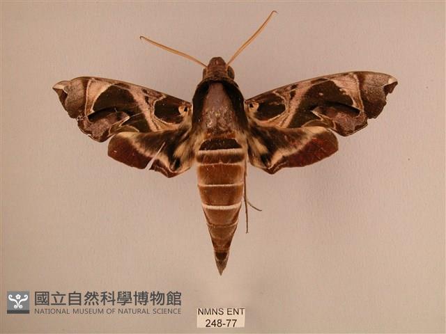 暗綠白腰天蛾藏品圖，第1張