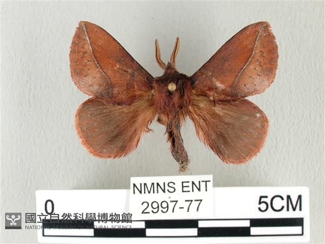棕斜帶枯葉蛾藏品圖，第1張