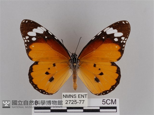 樺斑蝶藏品圖，第1張