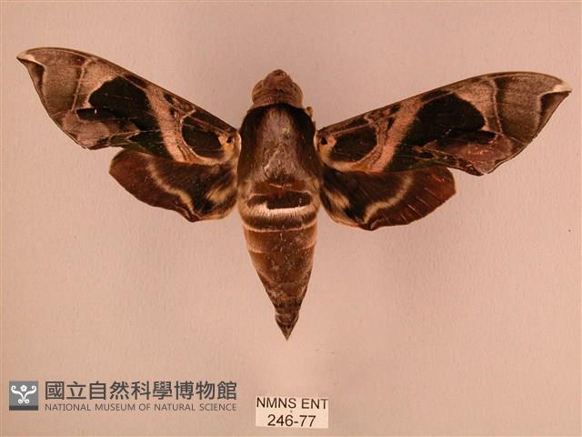 暗綠白腰天蛾藏品圖，第1張