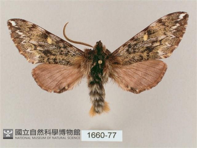 井上氏絨毛天蛾藏品圖，第1張