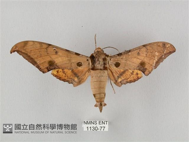 裂斑鷹翅天蛾藏品圖，第1張