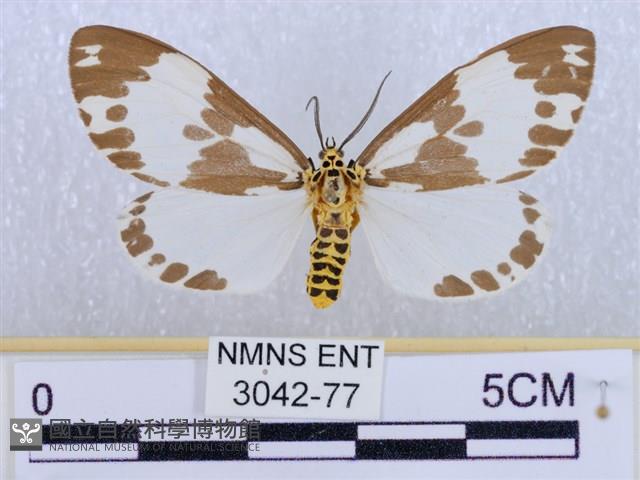 後凸蝶燈蛾藏品圖，第1張