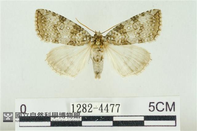臺灣銀斑異波紋蛾藏品圖，第1張