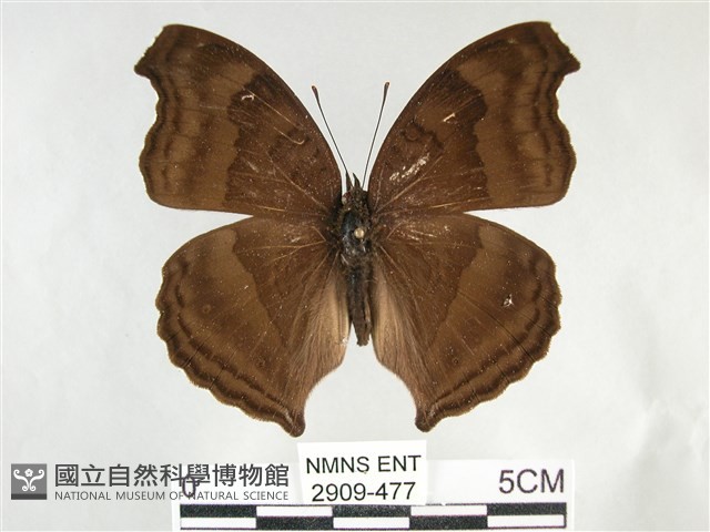 黯眼蛺蝶藏品圖，第1張