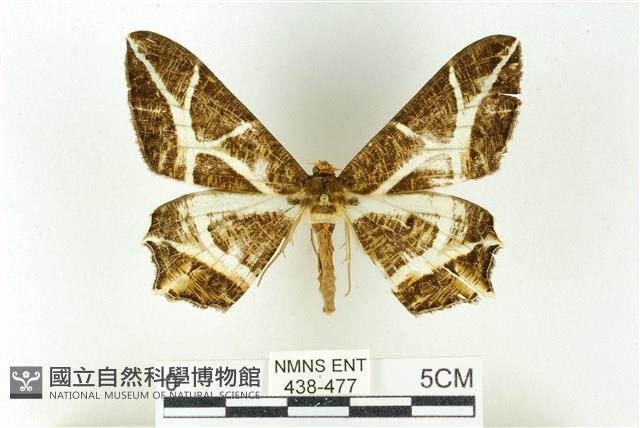 樹形尺蛾藏品圖，第1張