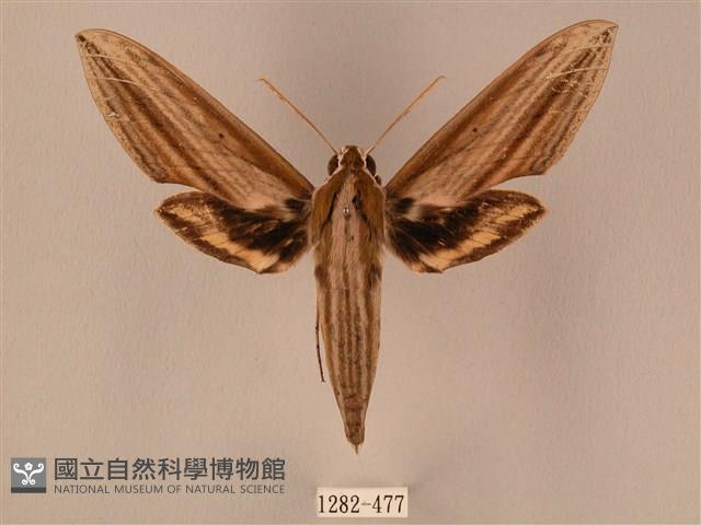 棕綠背線天蛾藏品圖，第1張