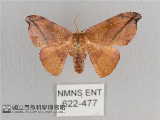 銀端帶鉤蛾藏品圖，第1張