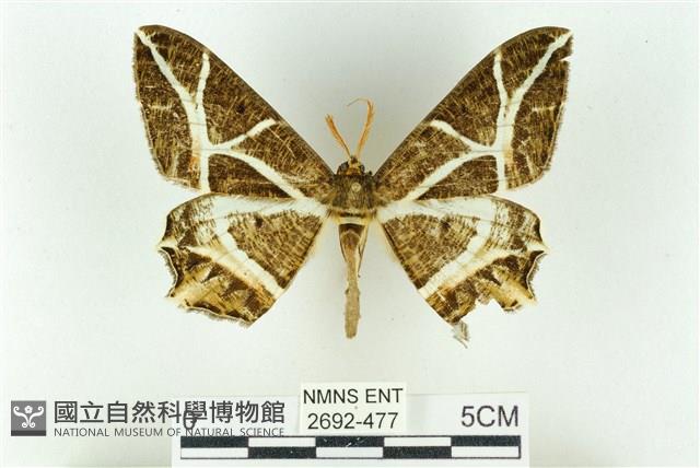 樹形尺蛾藏品圖，第1張