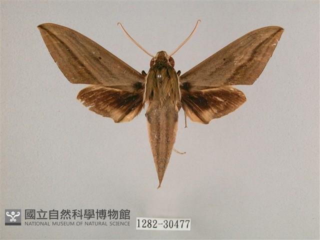 背帶斜紋天蛾藏品圖，第1張