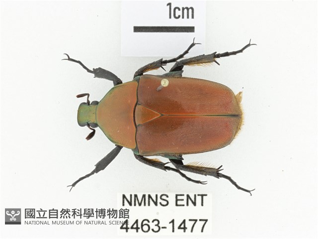 毛翅騷金龜藏品圖，第1張