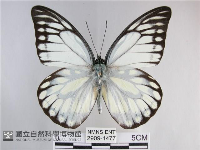 鋸粉蝶藏品圖，第1張