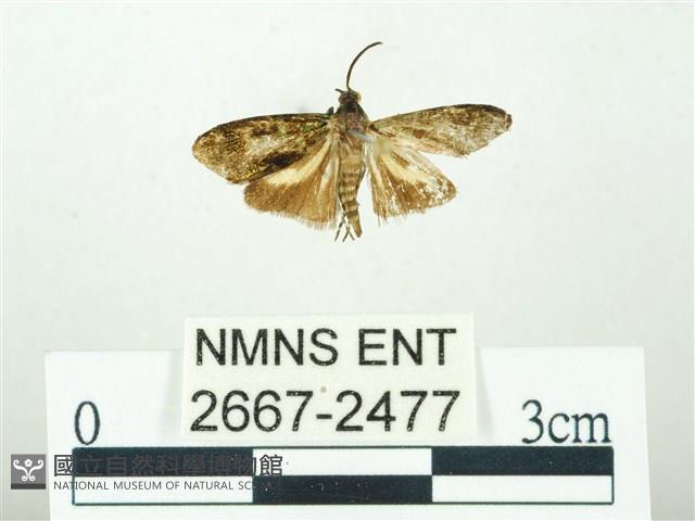 叉紋閃舞蛾藏品圖，第1張