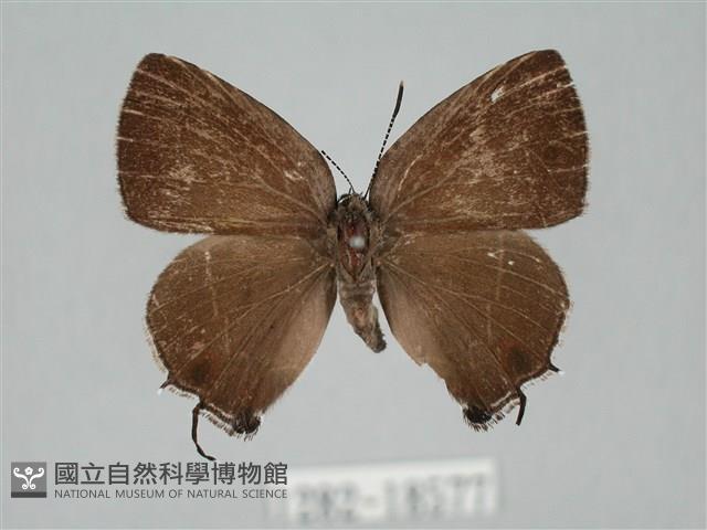 田中洒灰蝶藏品圖，第1張