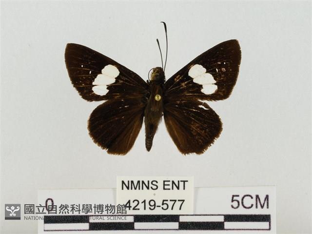 連紋袖弄蝶菲律賓亞種藏品圖，第1張