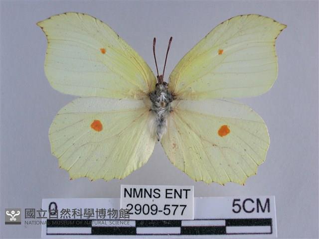 臺灣鉤粉蝶藏品圖，第1張