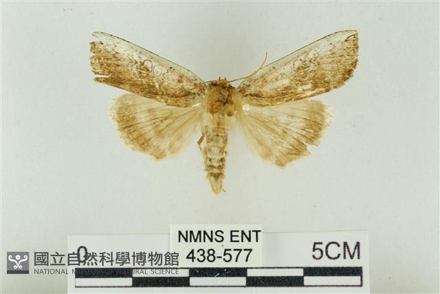 臺洒波紋蛾藏品圖，第1張