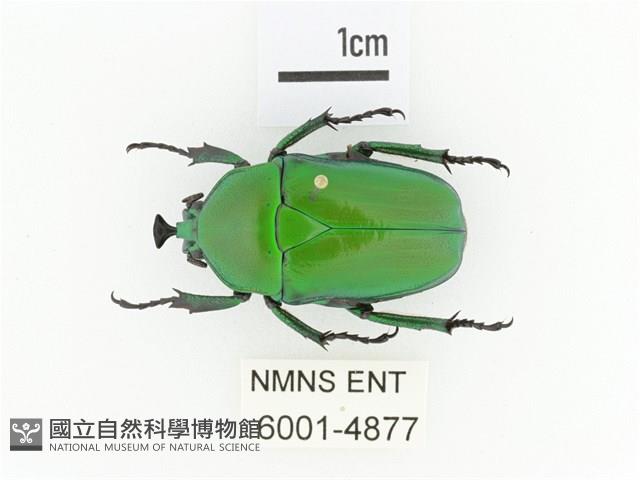 臺灣扇角金龜藏品圖，第1張