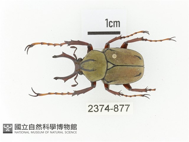 臺灣角金龜藏品圖，第1張
