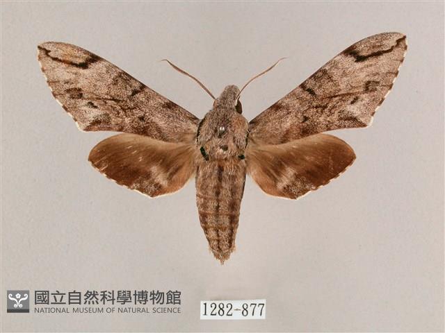 細斜紋霜天蛾藏品圖，第1張