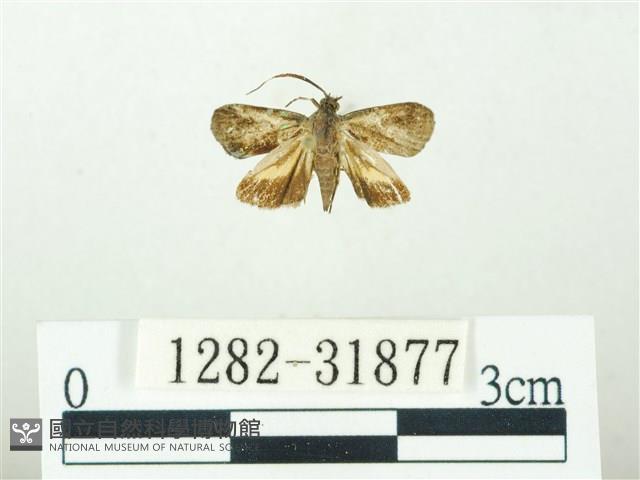 叉紋閃舞蛾藏品圖，第1張
