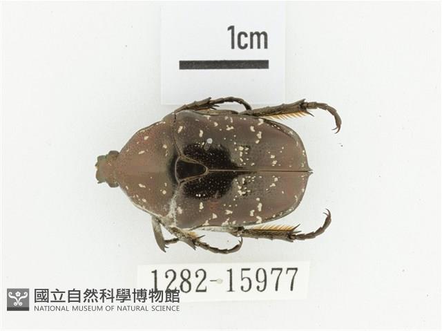 東方白點花金龜藏品圖，第1張