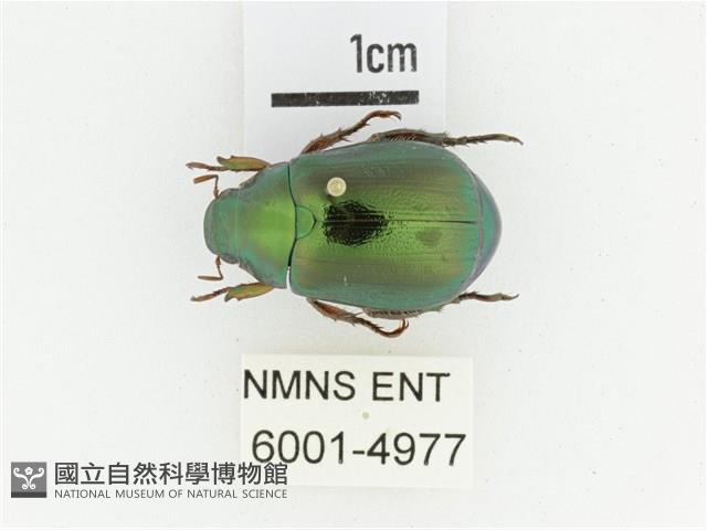 綠艷金龜藏品圖，第1張