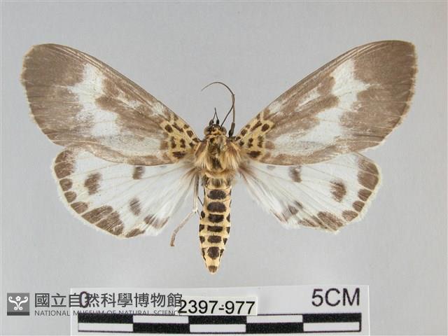 扭擬燈蛾藏品圖，第1張