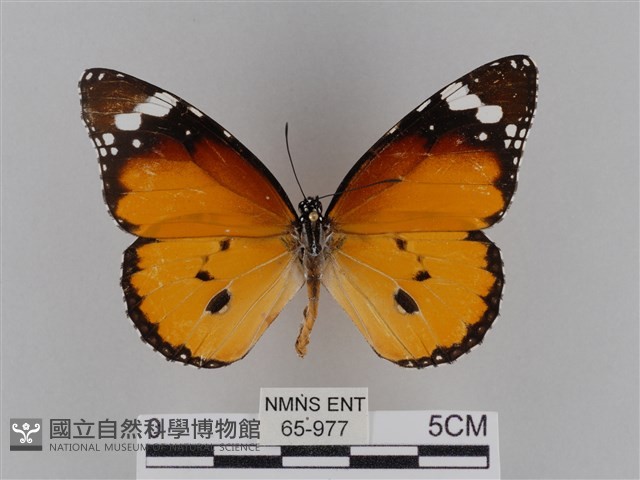 樺斑蝶藏品圖，第1張