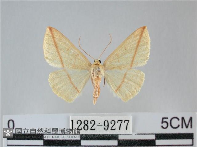 澄線尺蛾藏品圖，第1張