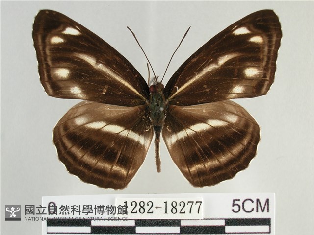 臺灣環蛺蝶藏品圖，第1張