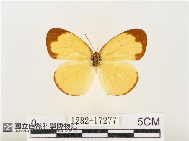 淡色黃蝶藏品圖，第1張