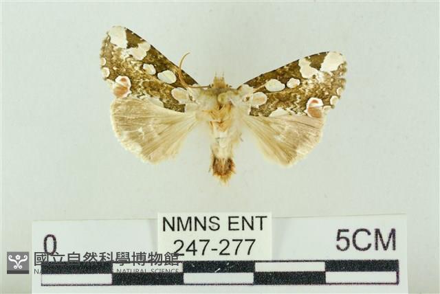 連珠波紋蛾藏品圖，第1張