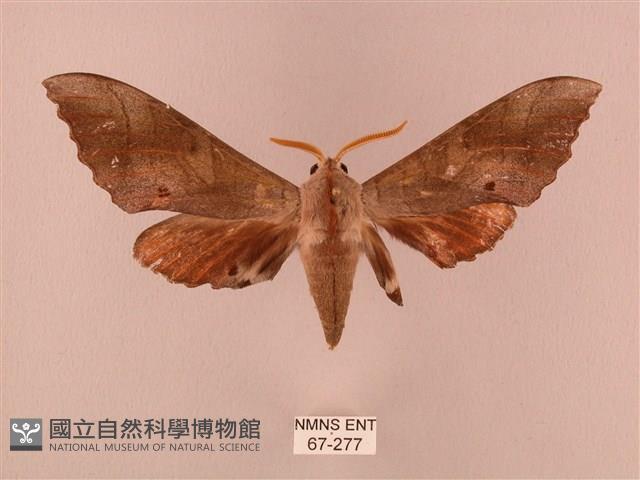 栗六點天蛾藏品圖，第1張