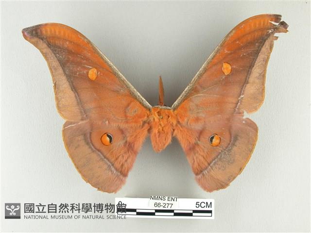 紅目天蠶蛾藏品圖，第1張
