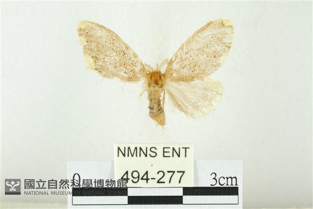 黑翅黃毒蛾藏品圖，第1張