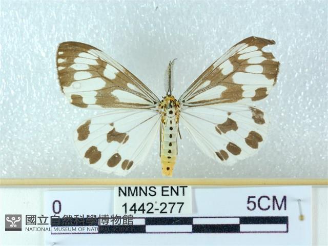 粉蝶燈蛾藏品圖，第1張