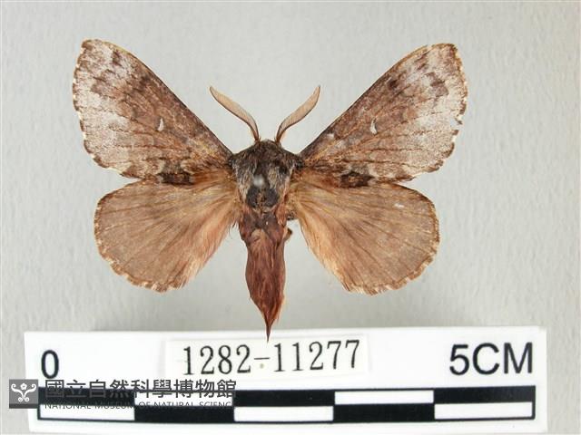 銀肩枯葉蛾藏品圖，第1張