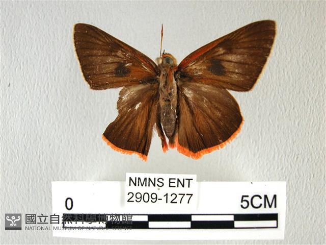 橙翅傘弄蝶藏品圖，第1張