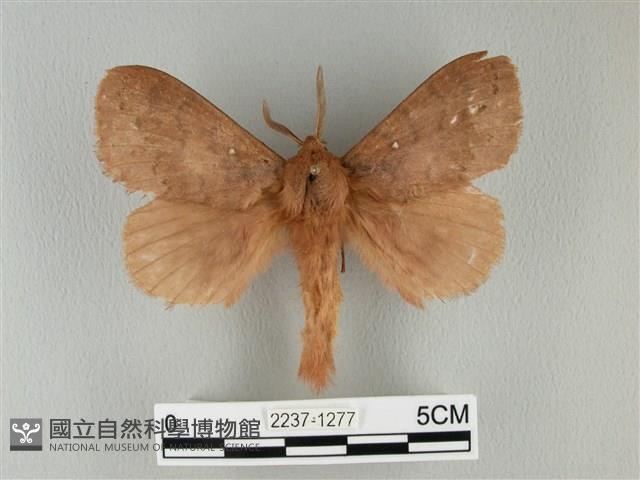 波紋枯葉蛾藏品圖，第1張