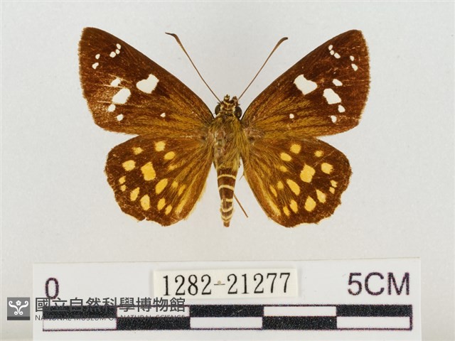 臺灣流星弄蝶藏品圖，第1張