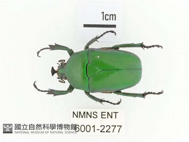 臺灣扇角金龜藏品圖，第1張