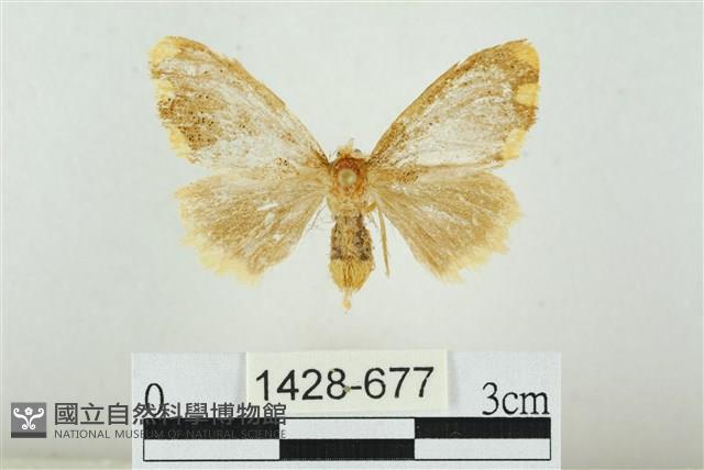 黑翅黃毒蛾藏品圖，第1張
