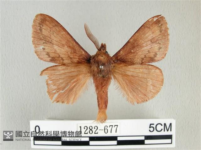 鋸紋枯葉蛾藏品圖，第1張